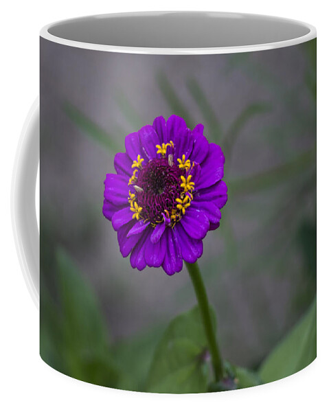 Daisy Coffee Mug featuring the photograph Great flower by Paulo Goncalves