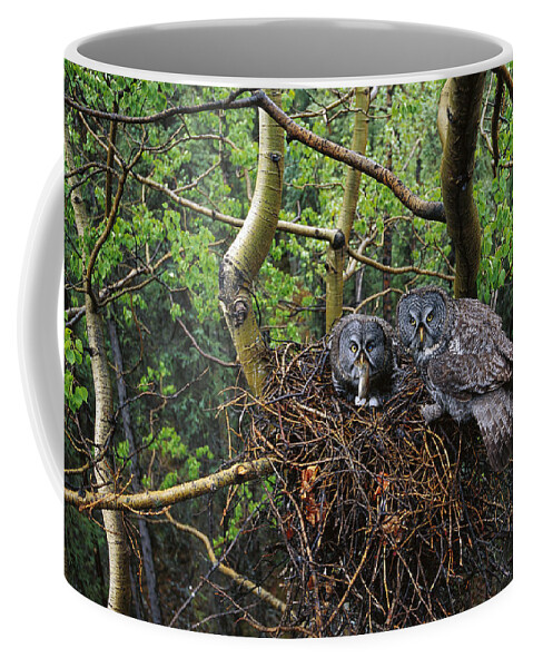 Feb0514 Coffee Mug featuring the photograph Great Gray Owl Pair Nesting by Michael Quinton