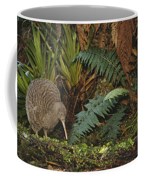 Feb0514 Coffee Mug featuring the photograph Great Spotted Kiwi Male In Rainforest by Tui De Roy