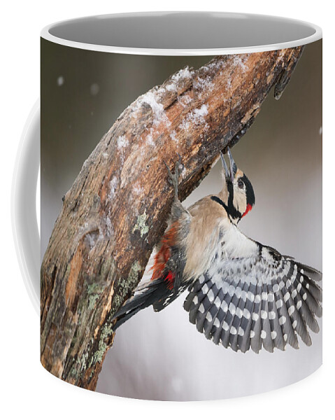 Nis Coffee Mug featuring the photograph Great Spotted Woodpecker Male Sweden by Franka Slothouber