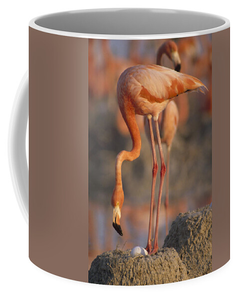 Feb0514 Coffee Mug featuring the photograph Greater Flamingo With Egg At Nest by Gerry Ellis
