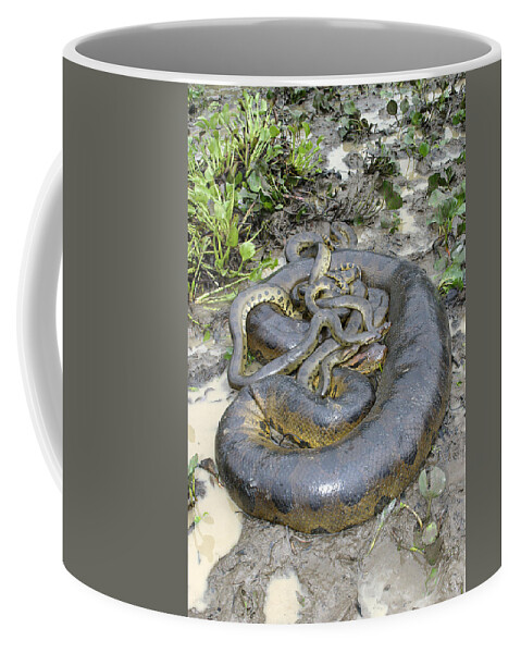 Green Anaconda Coffee Mug featuring the photograph Green Anacondas by M. Watson