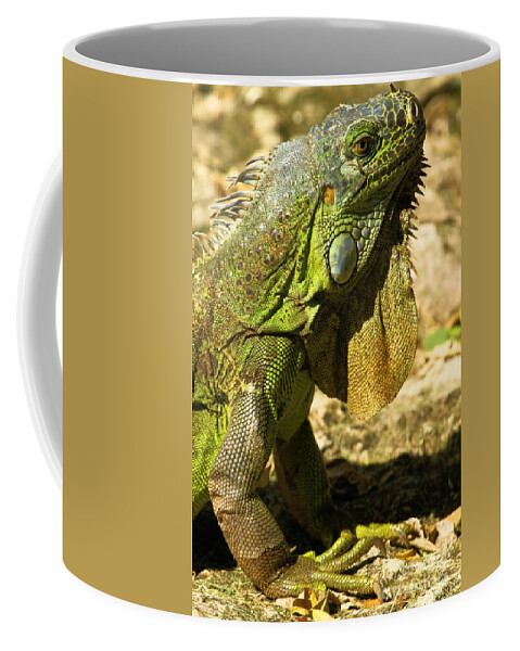 Iguana Coffee Mug featuring the photograph Green Cozumel Iguana by Adam Jewell