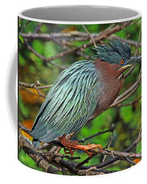 Green Heron Coffee Mug featuring the photograph Green Heron Breeding Colors by Larry Nieland