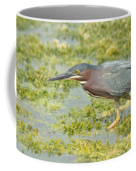 Heron Coffee Mug featuring the photograph Green Heron on the Hunt by Frank Madia