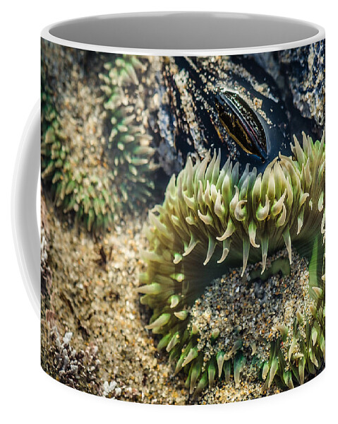 Anemone Coffee Mug featuring the photograph Green Sea Anemone by Linda Villers