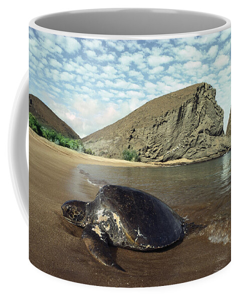 Feb0514 Coffee Mug featuring the photograph Green Sea Turtle Bartolome Island by Tui De Roy