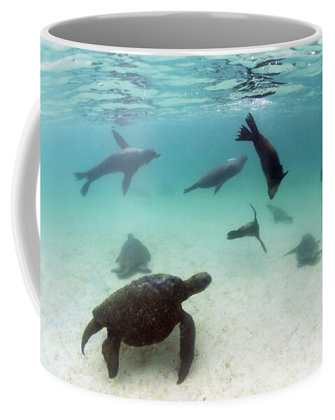 536775 Coffee Mug featuring the photograph Green Sea Turtles And Sealions Galapagos by Tui De Roy