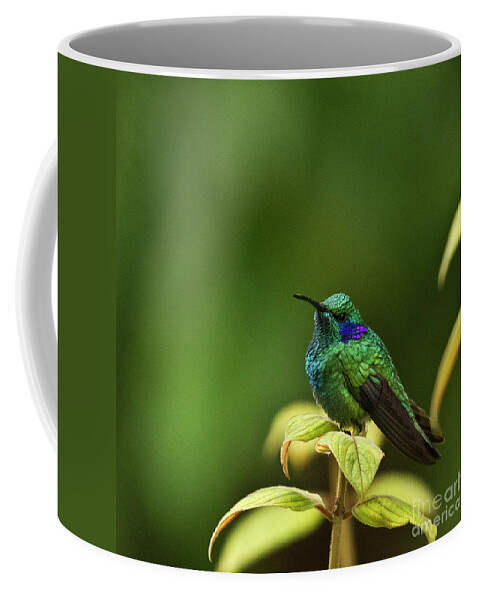 Bird Coffee Mug featuring the photograph Green Violetear Hummingbird by Heiko Koehrer-Wagner