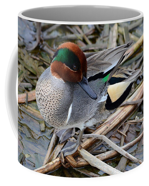Green-winged Teal Coffee Mug featuring the photograph Green-winged Teal by Debra Martz