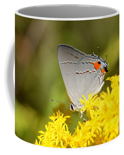 Butterfly Coffee Mug featuring the photograph Grey Hairstreak Butterfly by Kathy Baccari