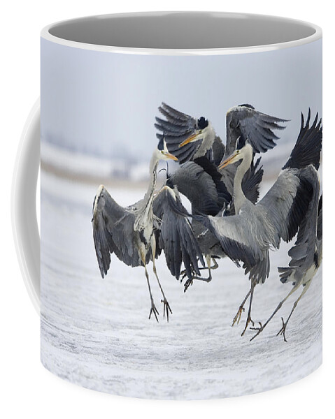 Feb0514 Coffee Mug featuring the photograph Grey Heron Group Fighting Germany by Konrad Wothe