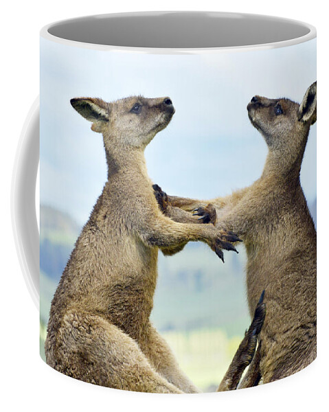 531412 Coffee Mug featuring the photograph Grey Kangaroo Males Fighting Tasmania by David Parer and Elizabeth Parer Cook