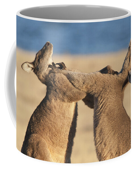512746 Coffee Mug featuring the photograph Grey Kangaroos Fighting Maria Island by D. Parer & E. Parer-Cook