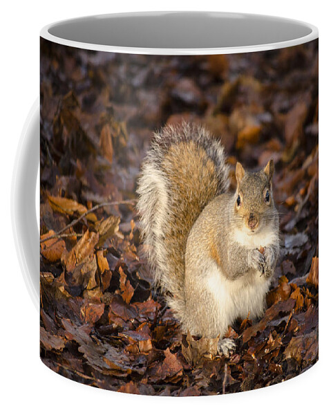 Squirrel Coffee Mug featuring the photograph Grey squirrel by Spikey Mouse Photography