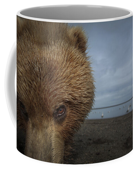 Feb0514 Coffee Mug featuring the photograph Grizzly Bear In Tidal Flats Alaska by Ingo Arndt