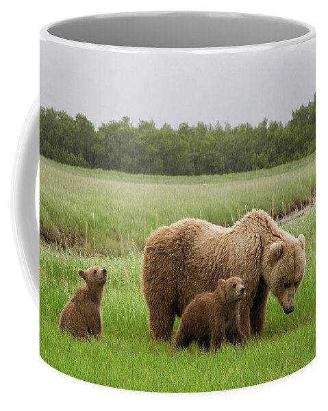 00437051 Coffee Mug featuring the photograph Grizzly Bear with Spring Cubs by Matthias Breiter