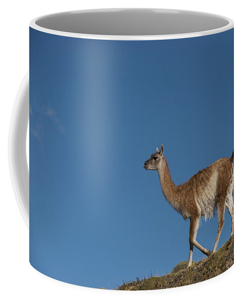 Pete Oxford Coffee Mug featuring the photograph Guanaco Torres Del Paine Np Patagonia by Pete Oxford