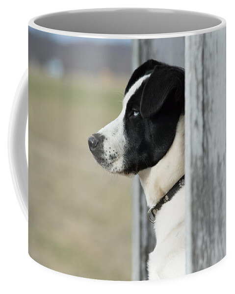 Pet Coffee Mug featuring the photograph Guard Dog by Holden The Moment
