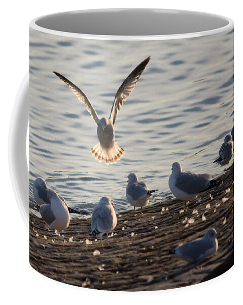 Gull Coffee Mug featuring the photograph Gull Landing in Marietta by Holden The Moment