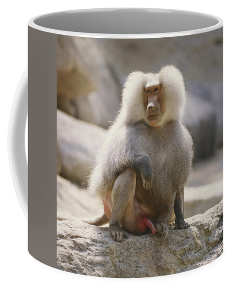 Africa Fauna Coffee Mug featuring the photograph Hamadryas Baboon by Toni Angermayer