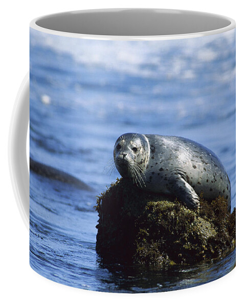 Feb0514 Coffee Mug featuring the photograph Harbor Seal Pacific Coast North America by Gerry Ellis