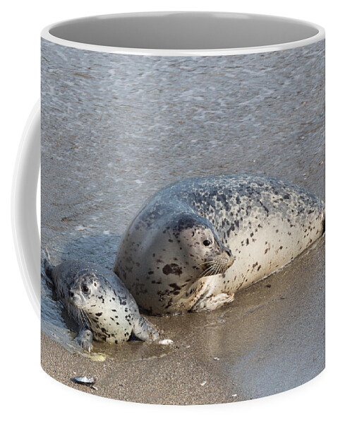 Harbor Seals Coffee Mug featuring the photograph Harbor Seals in the Surf by Kathleen Bishop