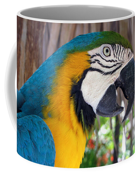Parrot Coffee Mug featuring the photograph Harvey the Parrot 2 by Bob Slitzan