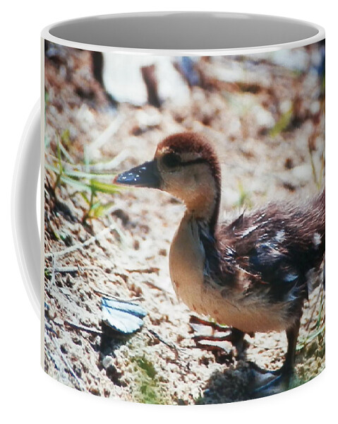 Baby Duckling Searching Out His Mother In Naples Coffee Mug featuring the photograph Lost Baby Duckling #1 by Belinda Lee
