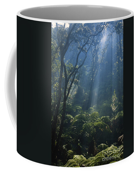 Tree Fern Coffee Mug featuring the photograph Hawaiian Rainforest by Gregory G. Dimijian, M.D.