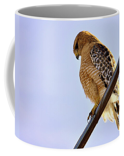 Bird Coffee Mug featuring the photograph Hawkeye by AJ Schibig