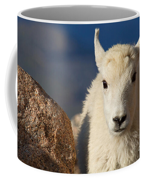 Baby Goat Coffee Mug featuring the photograph Head Shot by Jim Garrison