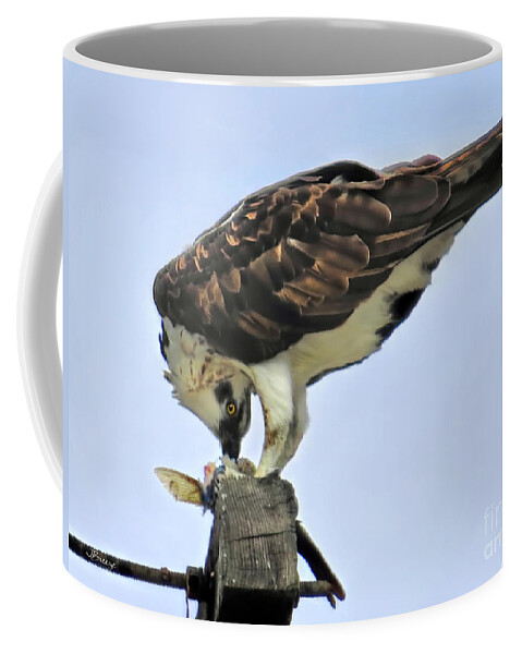 Osprey Coffee Mug featuring the photograph Head Twisting Osprey by Jennie Breeze