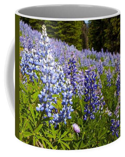 Alpine Prints Coffee Mug featuring the photograph Heavenly Blue Lupins by Theresa Tahara