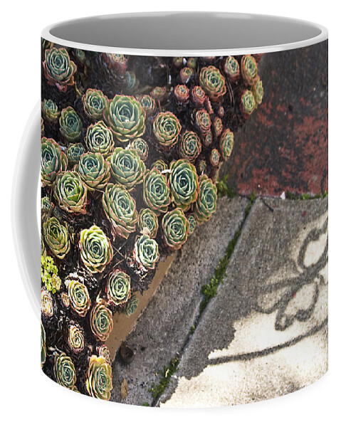 Succulents Coffee Mug featuring the photograph Hens and Chicks by Rosie McCobb