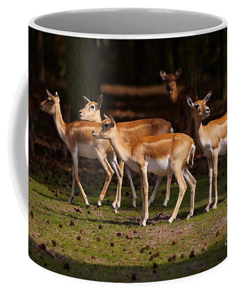 Herd Coffee Mug featuring the photograph Herd of Blackbuck Antilopes in a dark forest by Nick Biemans