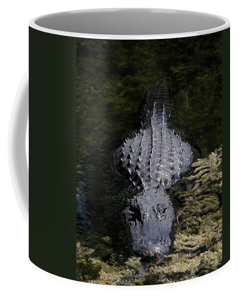 American Alligator Coffee Mug featuring the photograph Here's looking at you by Doris Potter