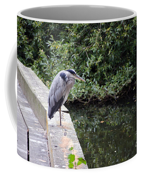 Heron Coffee Mug featuring the photograph Heron of Buckingham by Laurel Best