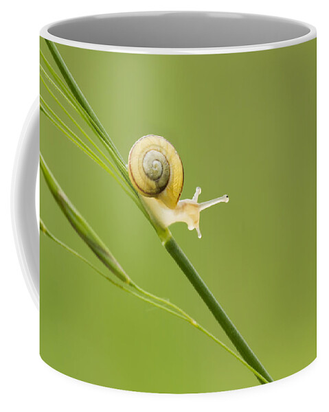 Snail Coffee Mug featuring the photograph High Speed Snail by Mircea Costina Photography