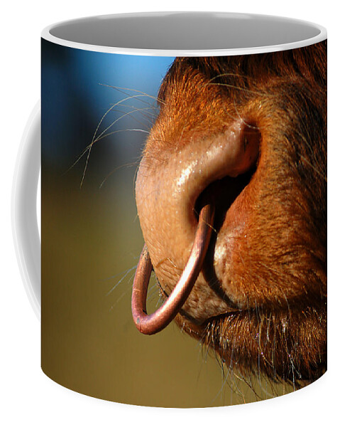 Highland Bull Coffee Mug featuring the photograph Highland bull by Gavin Macrae