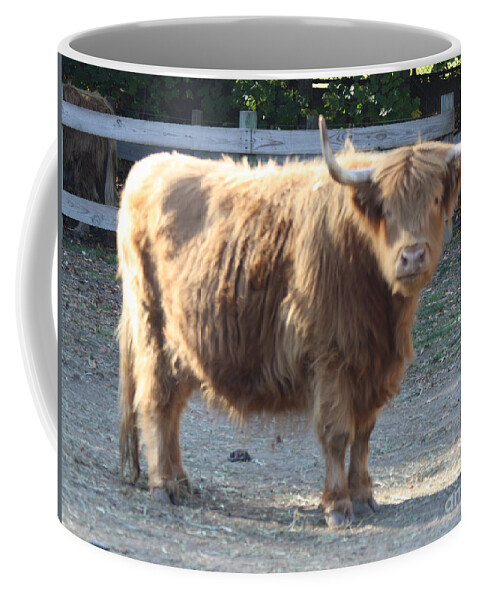 Highland Cattle Coffee Mug featuring the photograph Highland Cattle by John Telfer