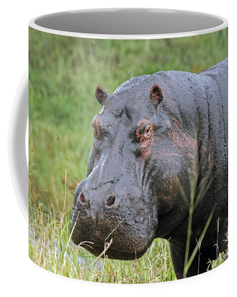 Hippopotamus Coffee Mug featuring the photograph Hippopotamus by Tony Murtagh
