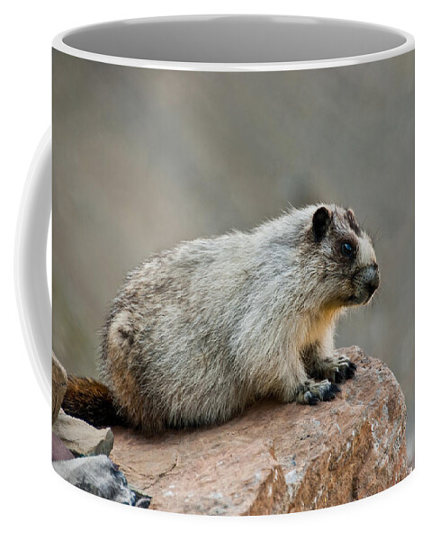 Animal Coffee Mug featuring the photograph Hoary Marmot on a Boulder by Jeff Goulden