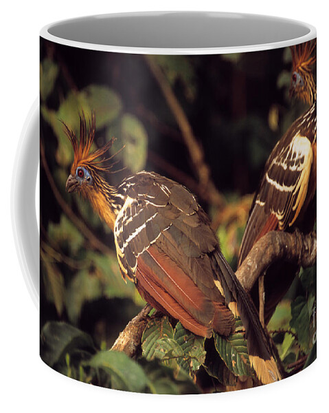 Bird Coffee Mug featuring the photograph Hoatzins by James Brunker