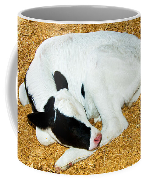 Nature Coffee Mug featuring the photograph Holstein Calf by Millard H. Sharp