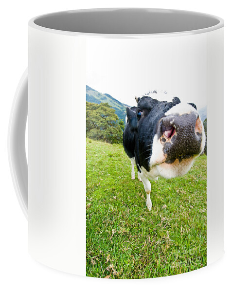 Cow Coffee Mug featuring the photograph Holstein Cow by William H. Mullins