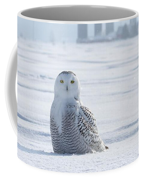 Snowy Owls Coffee Mug featuring the photograph Home away from home by Heather King