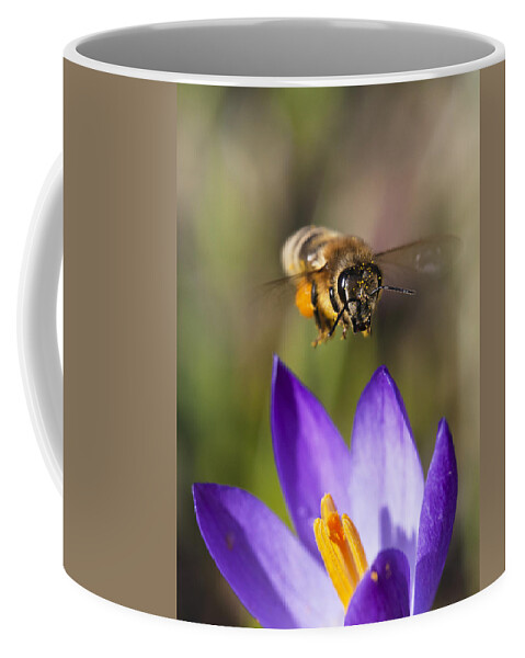 Feb0514 Coffee Mug featuring the photograph Honey Bee Approaching Flower Bavaria by Konrad Wothe