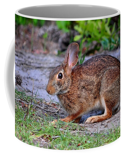 Rabbit Coffee Mug featuring the photograph Honey Bunny by Kathy Baccari