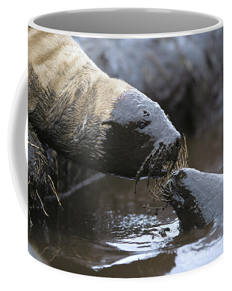 Feb0514 Coffee Mug featuring the photograph Hookers Sea Lion Pups Playing In Peat by Tui De Roy